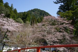 太鼓橋からの桜