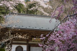 室生寺の桜2