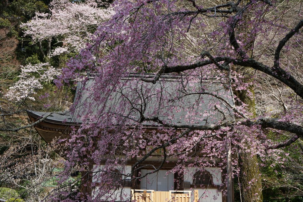 室生寺の桜1