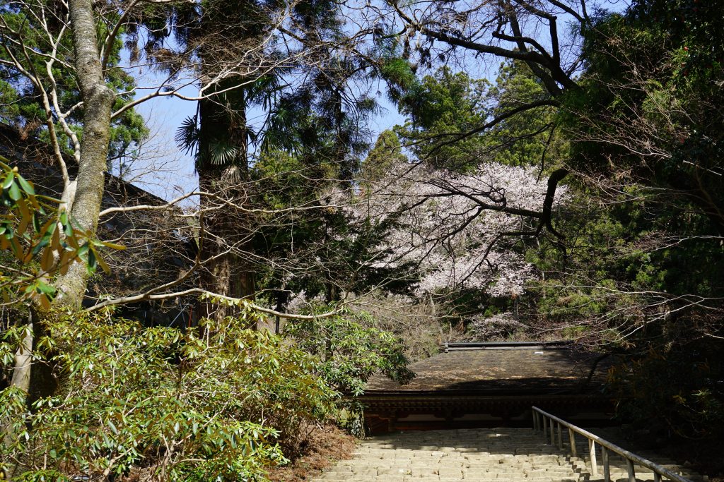 室生寺階段からの桜