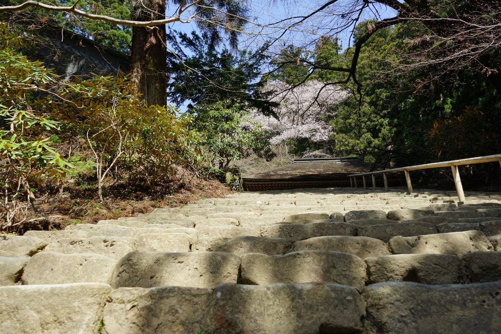 室生寺石段からの桜