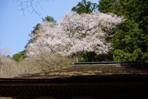 金堂の桜