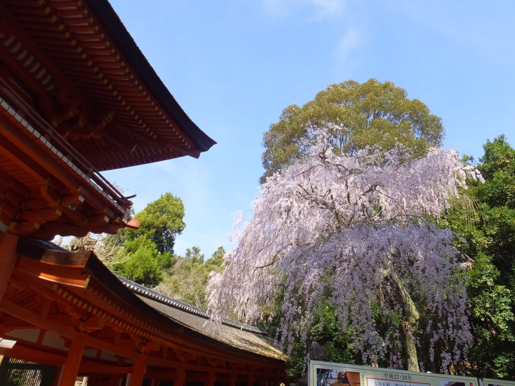 春日大社 / 名前の由来は神が住む処でかすがと読む!? - ならかん〜奈良観光紹介〜