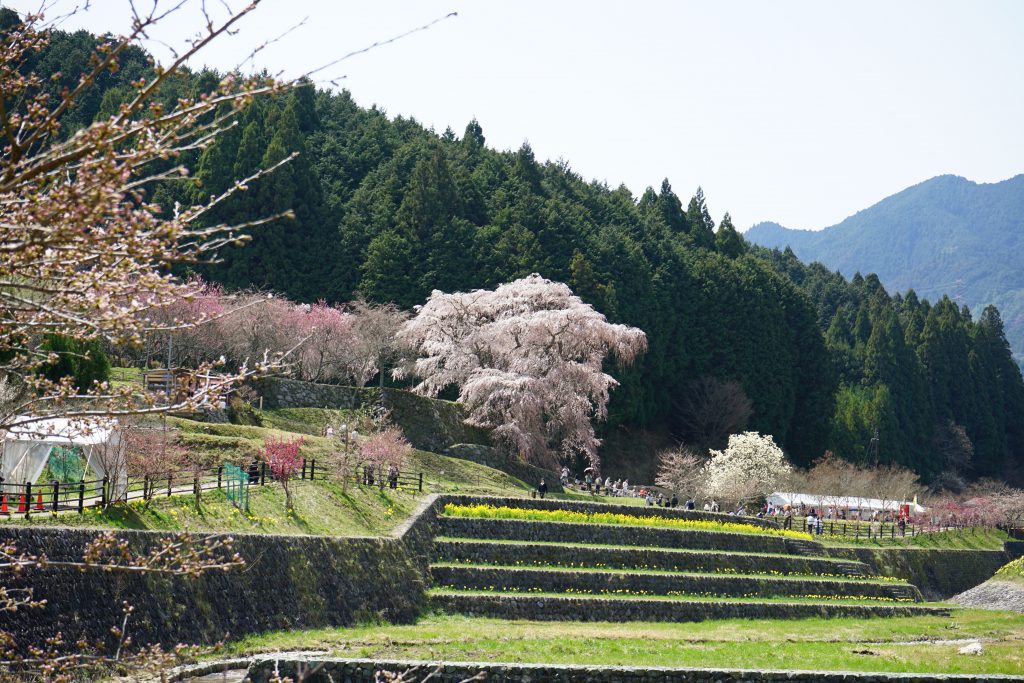 本郷川から見た又兵衛桜