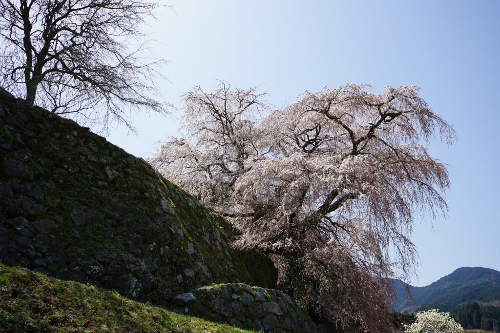 又兵衛桜と石垣