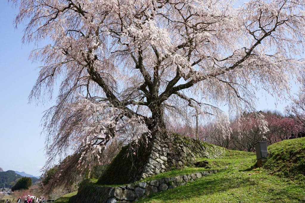 又兵衛桜のベスポジ