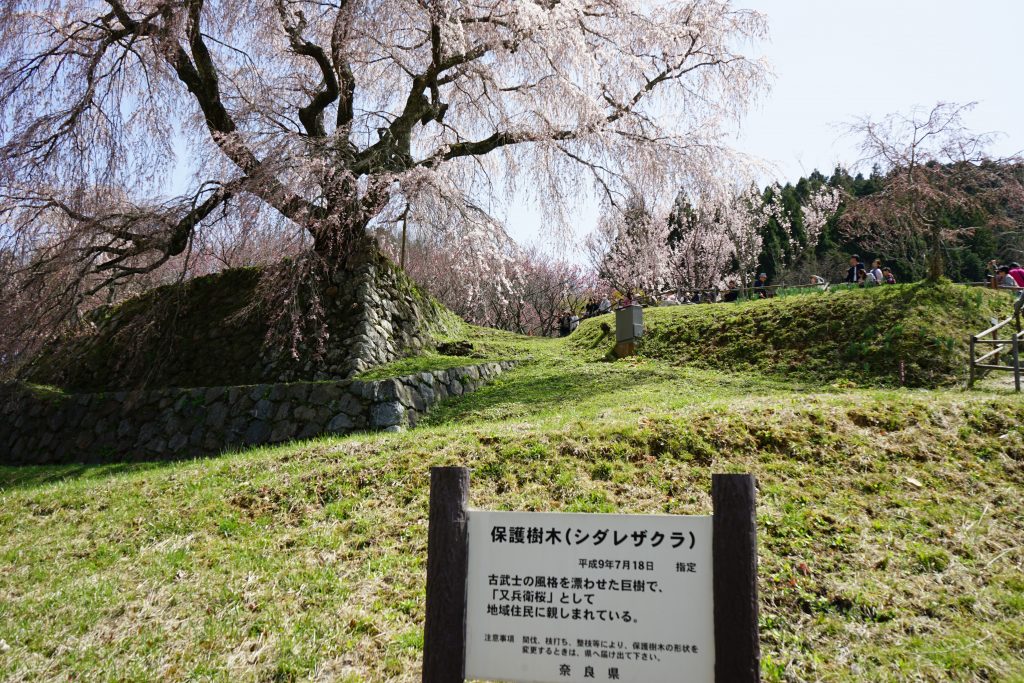 本郷の瀧桜