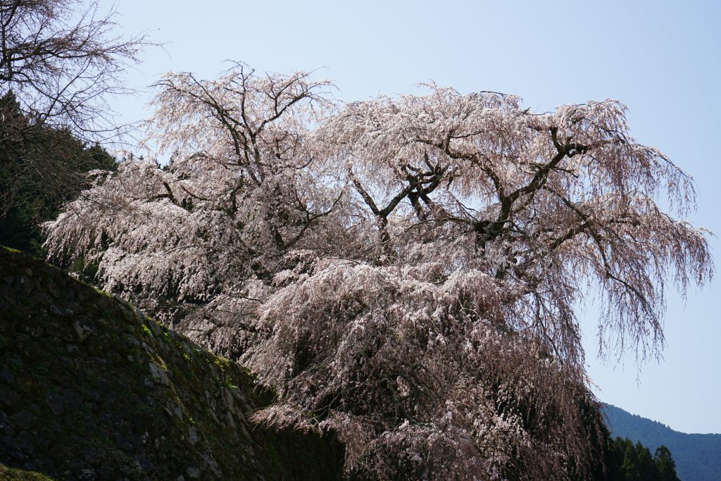 又兵衛桜