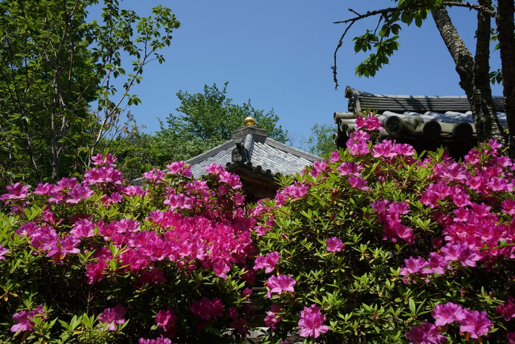 長谷寺下山中の花