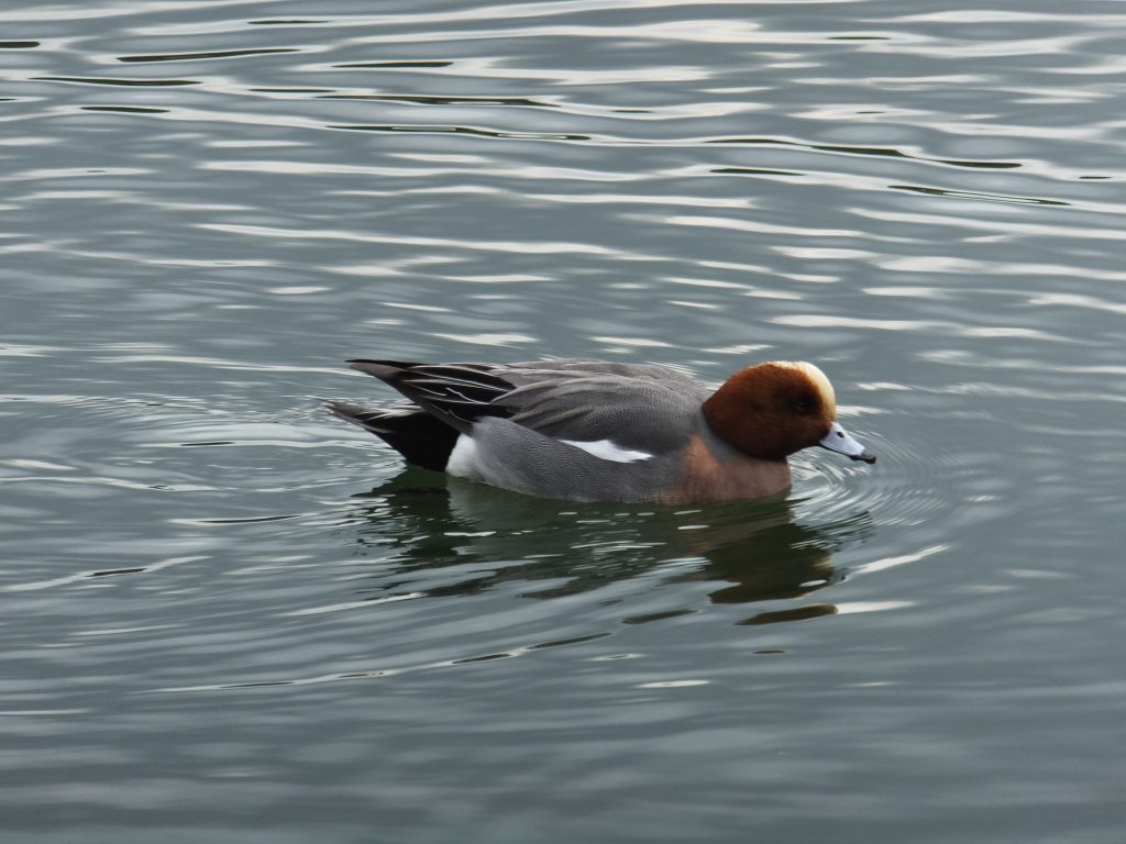 二上山麓の池の鳥