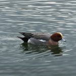 二上山麓の池の鳥