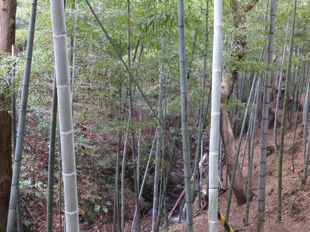 二上山登山口までの道・竹林