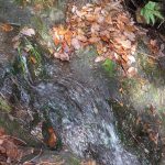 二上山登山道せせらぎ