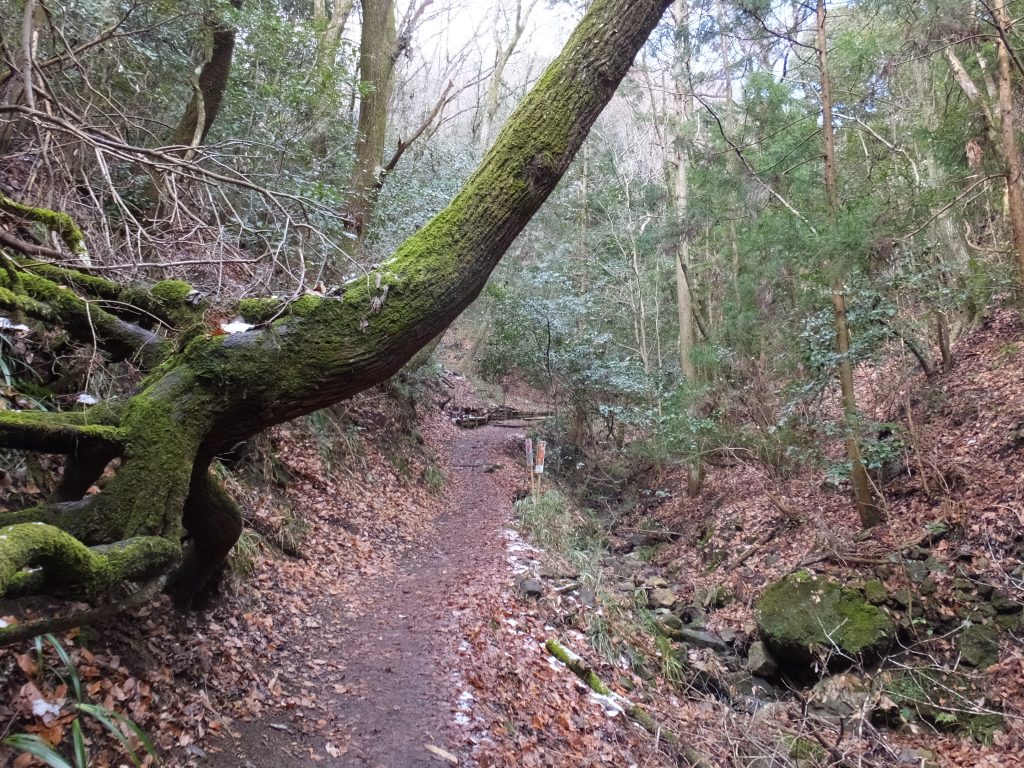 二上山登山道の木