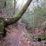 二上山登山道の木