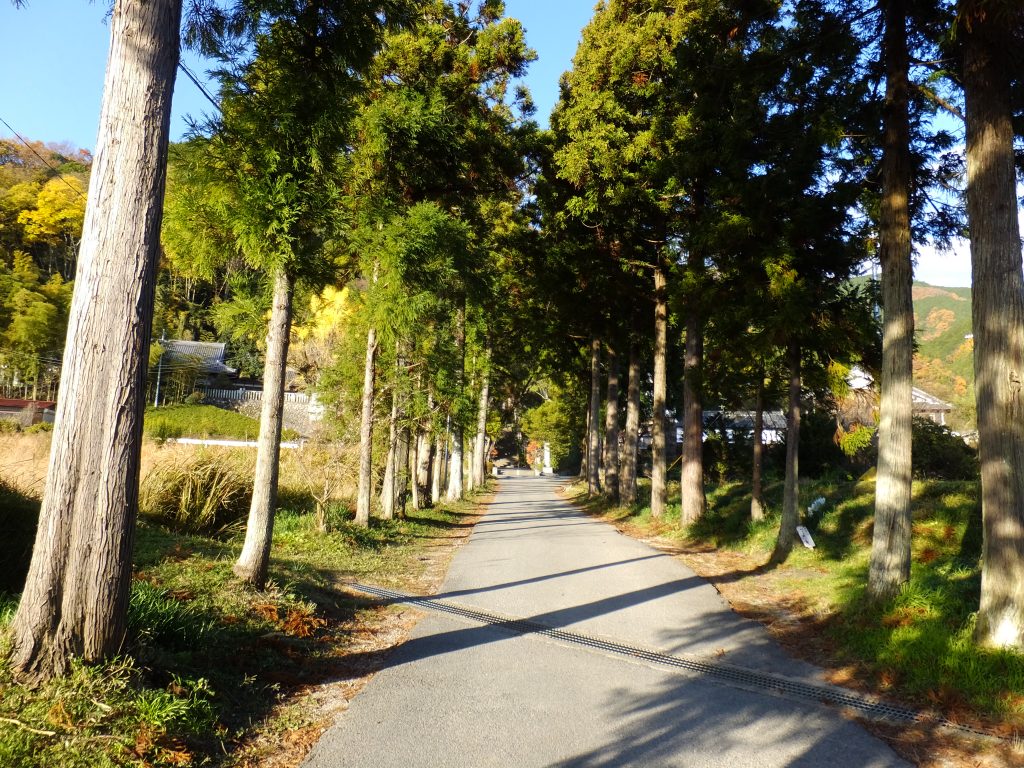 葛城一言主神社の杉並木