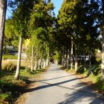 葛城一言主神社の杉並木