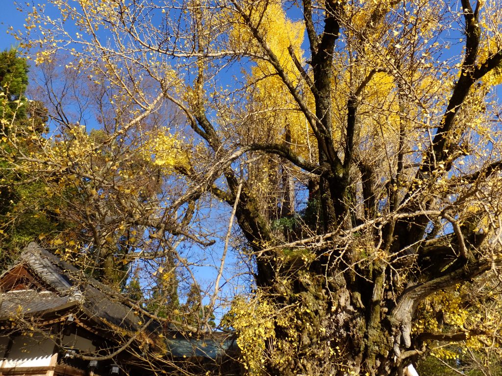 葛城一言主神社の銀杏の木