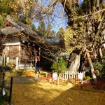 銀杏と葛城一言主神社拝殿