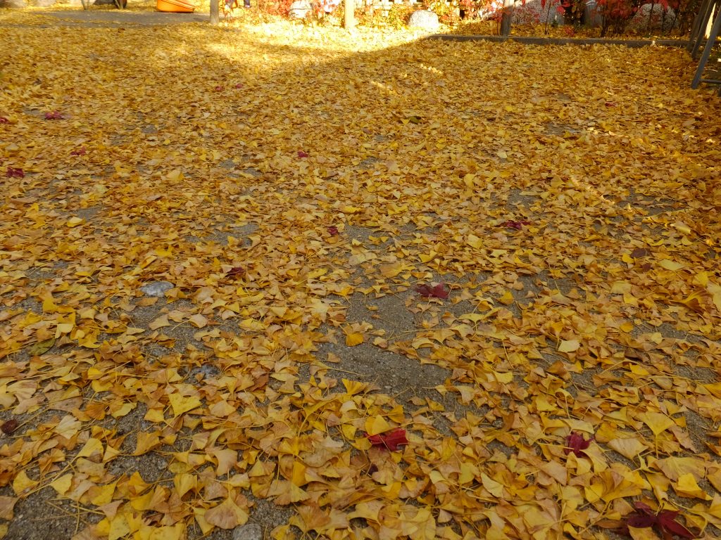 葛城一言主神社の銀杏のじゅうたん