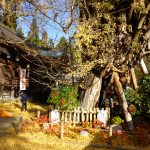 銀杏と葛城一言主神社拝殿