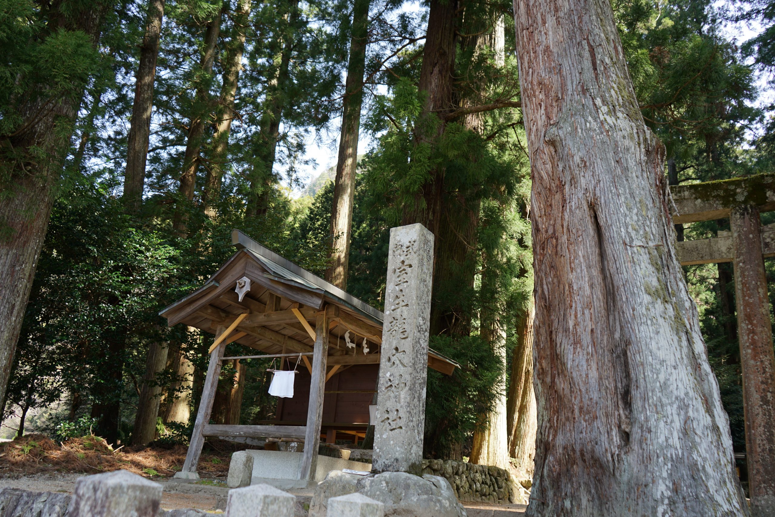 大杉と室生龍穴神社
