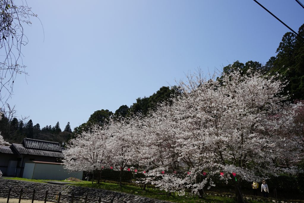 大野寺周辺の桜1