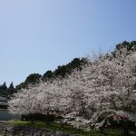 大野寺周辺の桜1