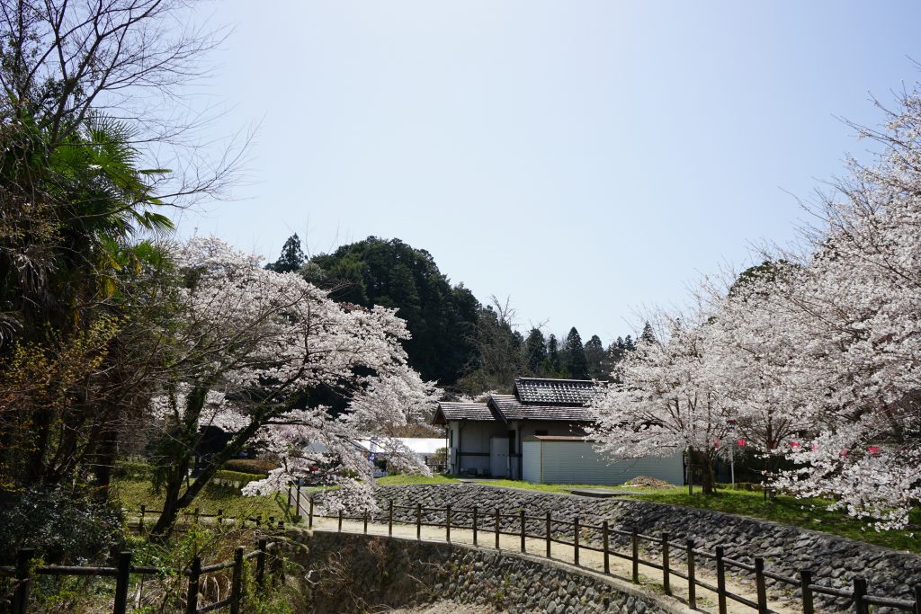 大野寺周辺の川沿いの桜1