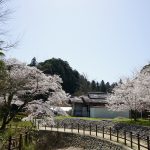 大野寺周辺の川沿いの桜1