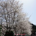 大野寺周辺の桜3