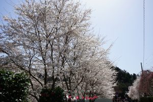 大野寺周辺の桜3
