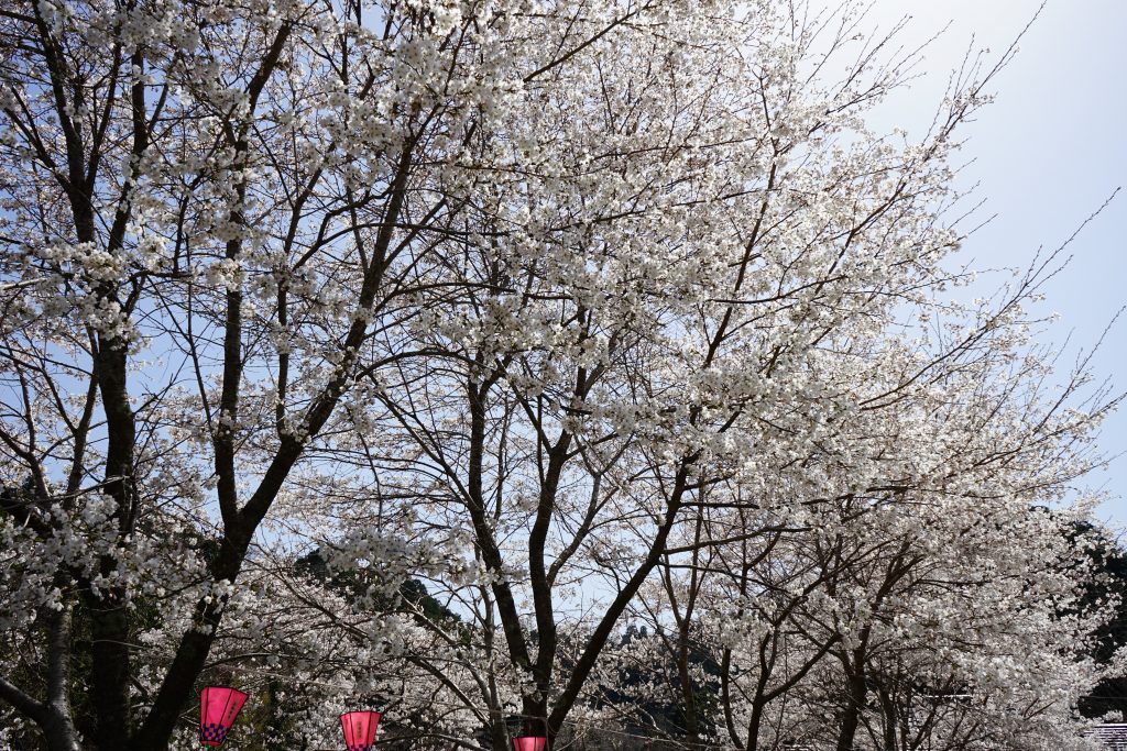 大野寺周辺の川沿いの桜2