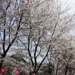 大野寺周辺の川沿いの桜2