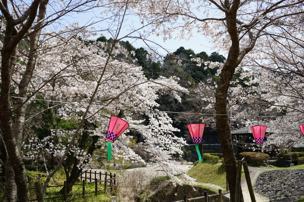 大野寺周辺の川沿いの桜3