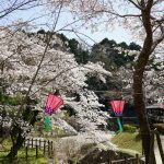 大野寺周辺の川沿いの桜3