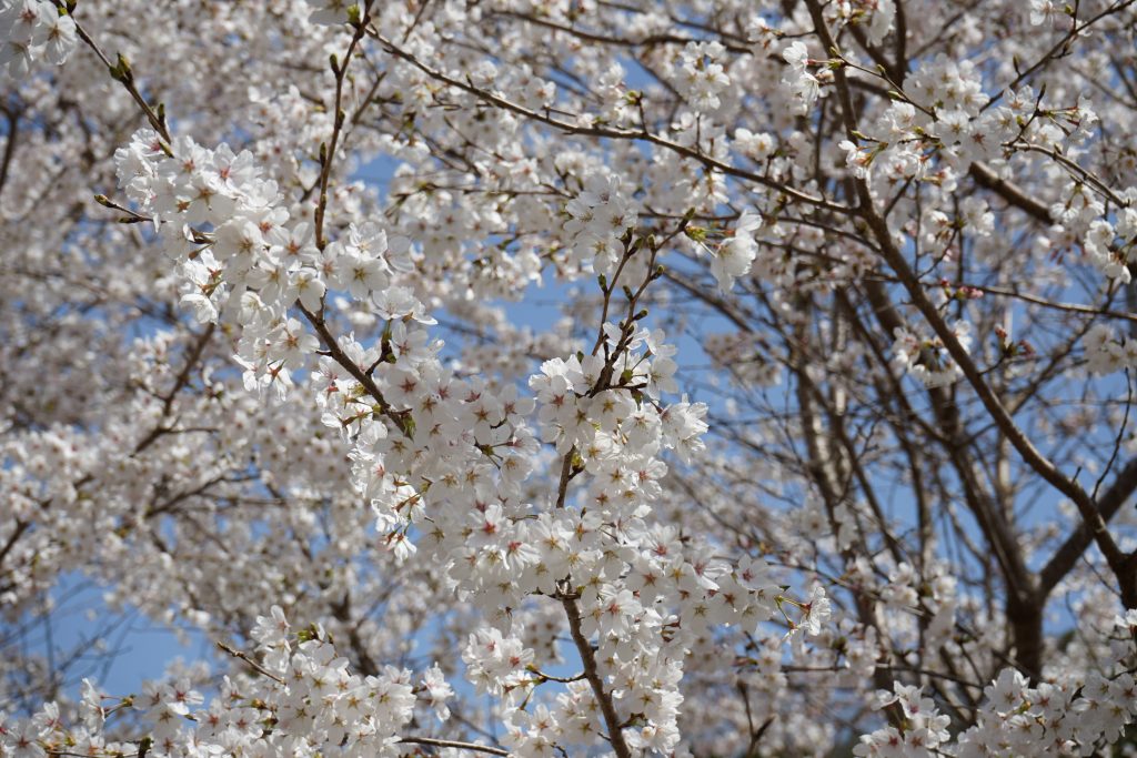 大野寺周辺の桜アップ