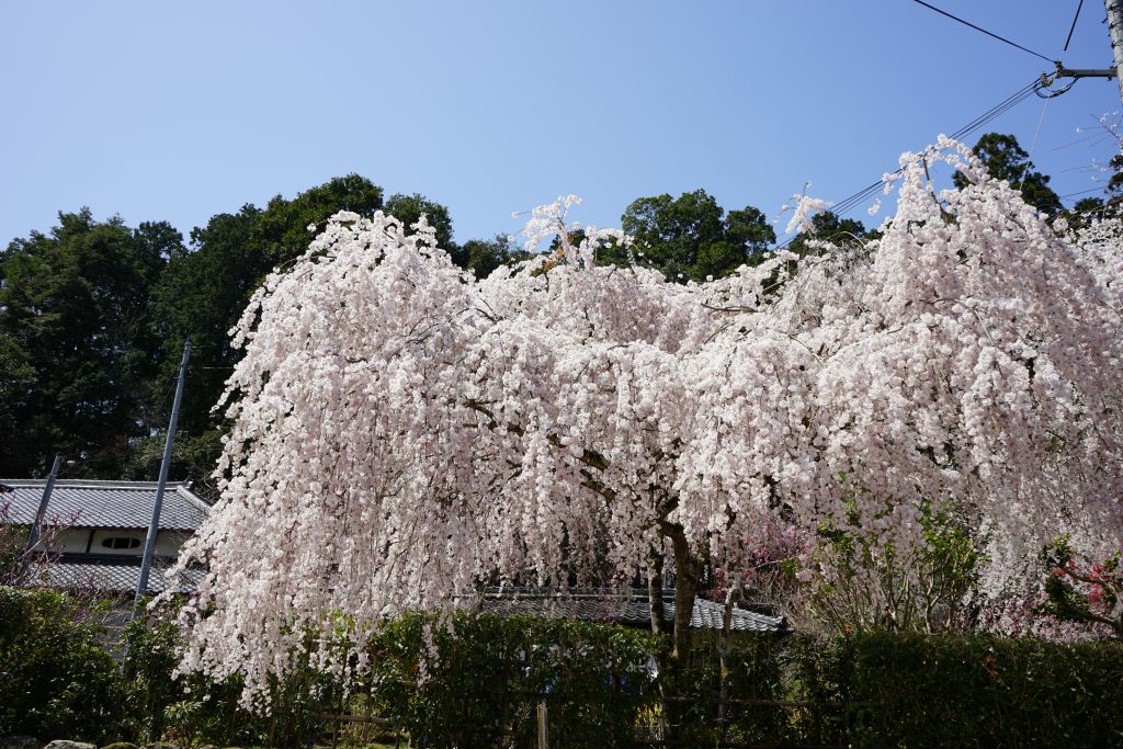 大野寺境内の桜