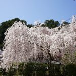 大野寺境内の桜
