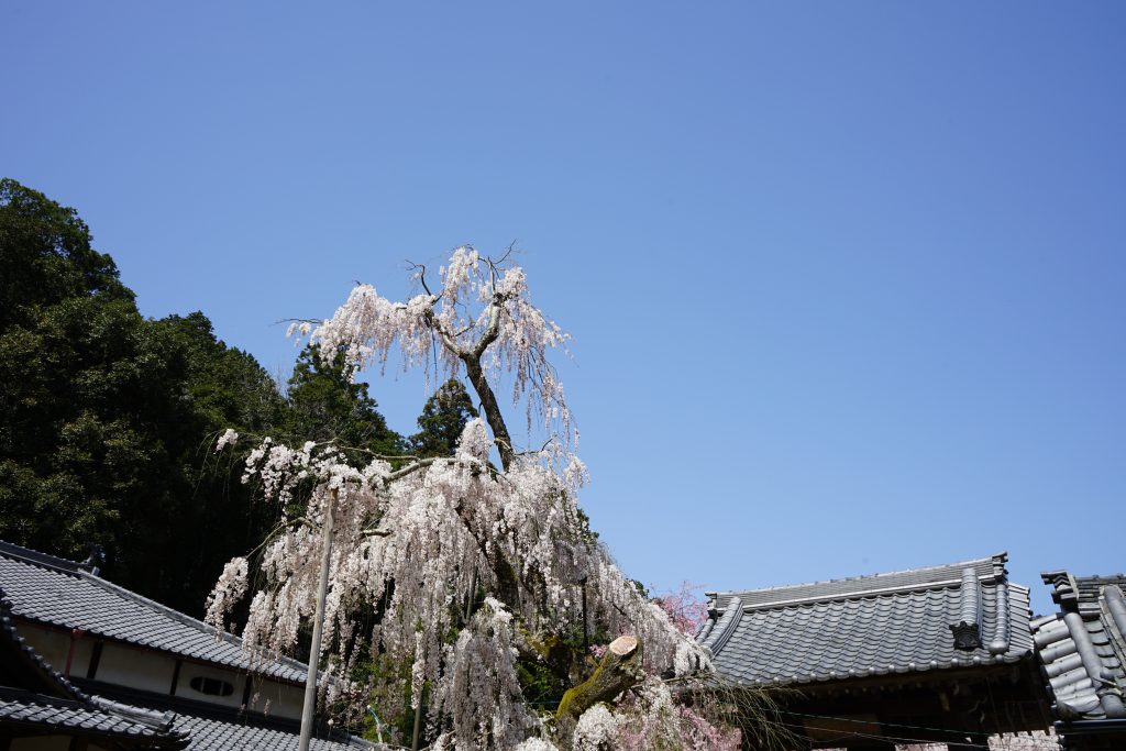 大野寺のしだれ桜1