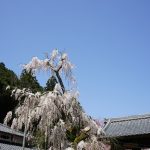 大野寺のしだれ桜1