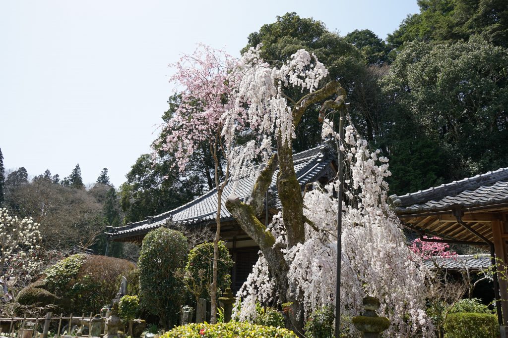 大野寺のしだれ桜2