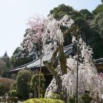 大野寺のしだれ桜2