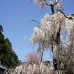 大野寺のしだれ桜3