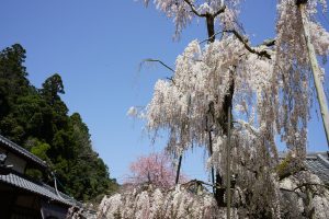 大野寺のしだれ桜3