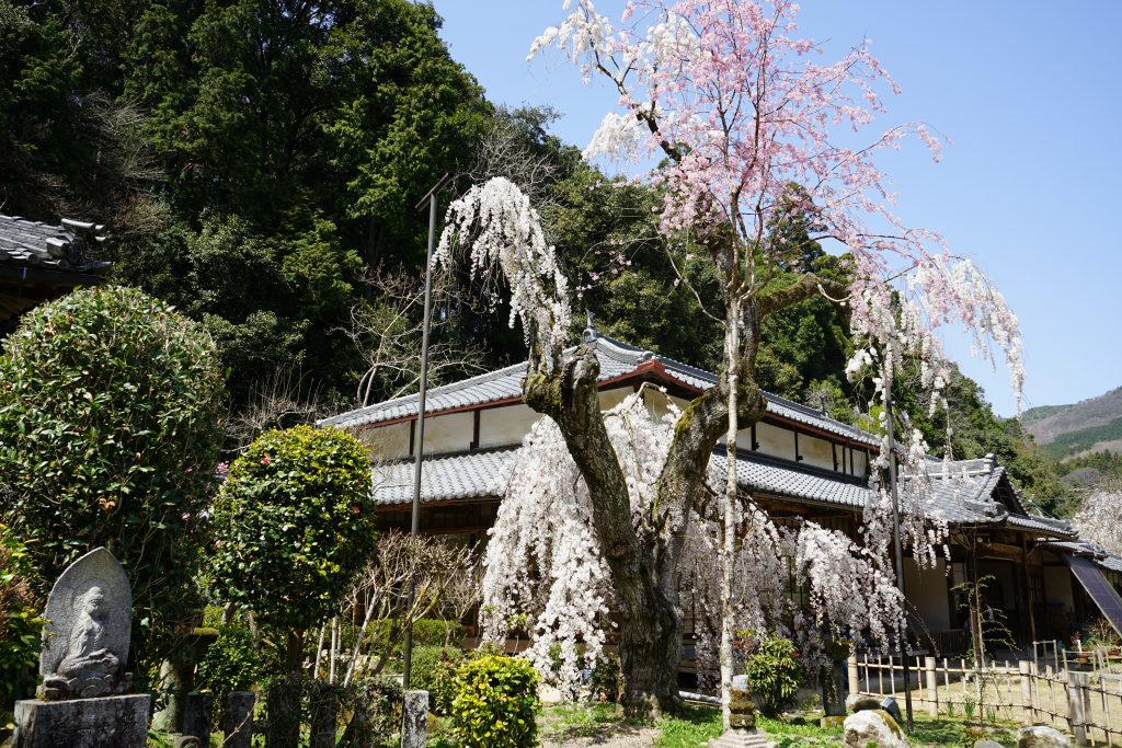 大野寺としだれ桜1