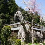 大野寺としだれ桜1