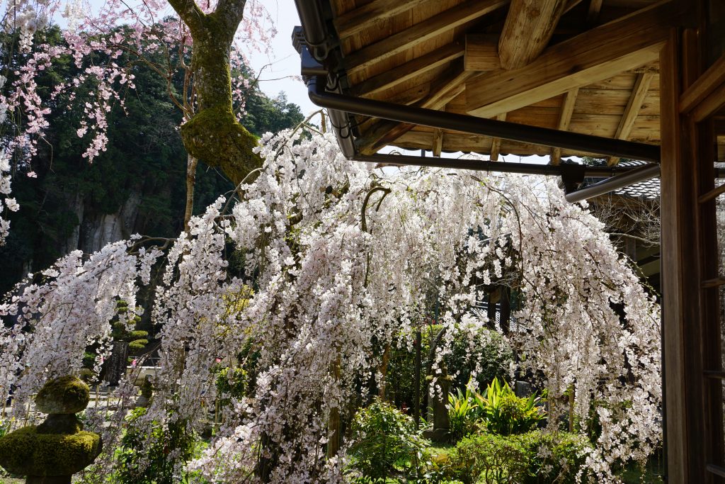 大野寺としだれ桜2