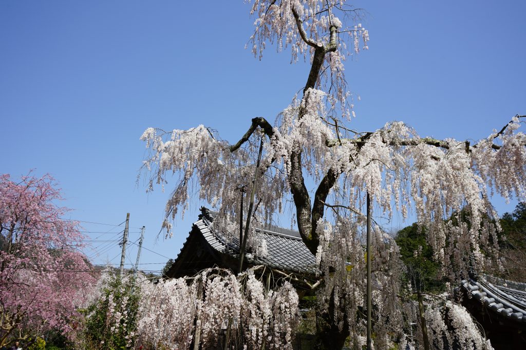 大野寺のしだれ桜3