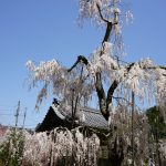 大野寺のしだれ桜3